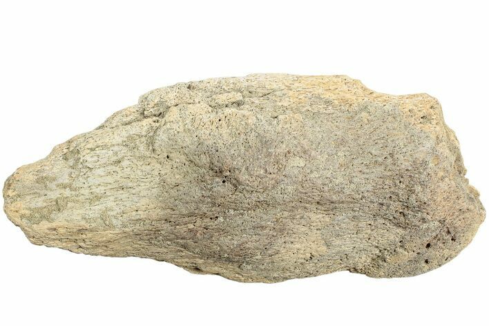 Fossil Dinosaur Bone Section - North Dakota #237675